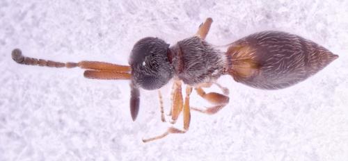 Conostigmus sp.